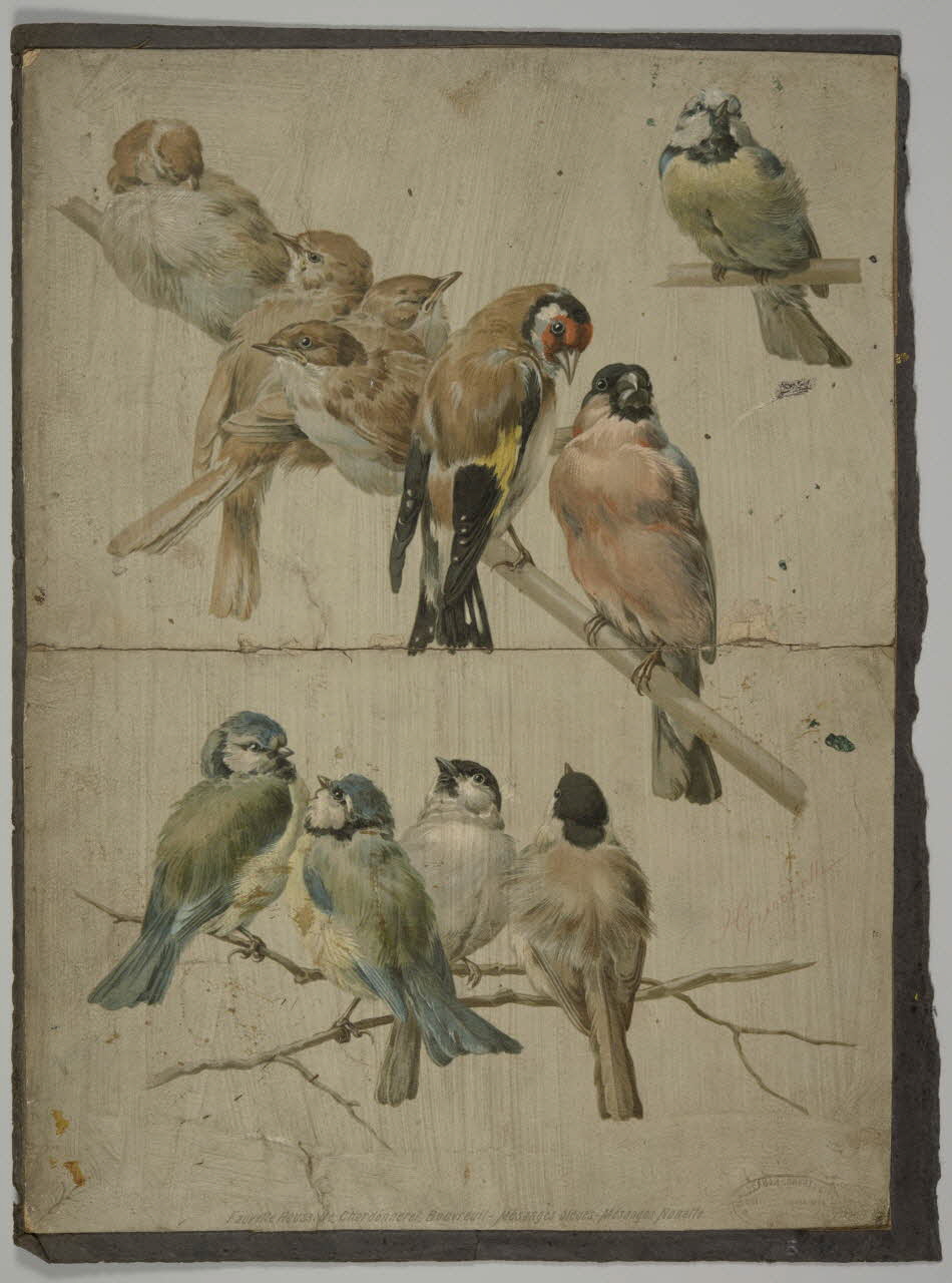 estampe Fauvette Roussette, Chardonneret, Bouvreuil - Mésanges bleues - Mésanges Nonette. 1975.46.118 Photo