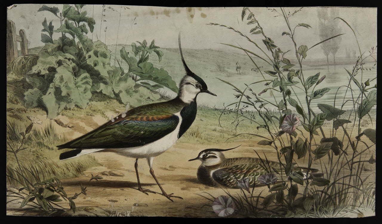 estampe Vanneaux huppés 1975.46.119 Photo