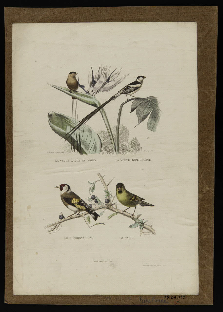 estampe LA VEUVE A QUATRE BRINS. LA VEUVE DOMINICAINE.  LE CHARDONNERET. LE RATIN. 1975.46.123 Photo