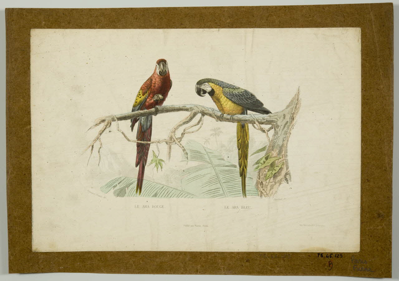 estampe LE ARA ROUGE. LE ARA BLEU. 1975.46.125 Photo