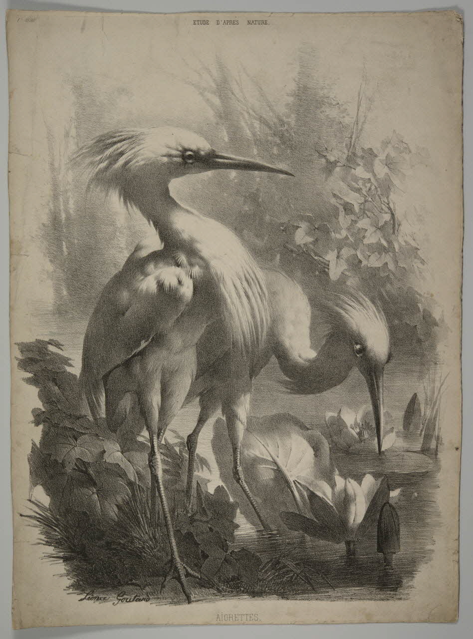 estampe AIGRETTES. 1975.46.127 Photo