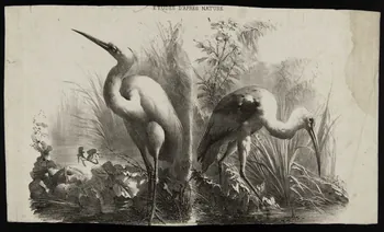estampe ETUDES D'APRES NATURE 1975.46.130 Photo