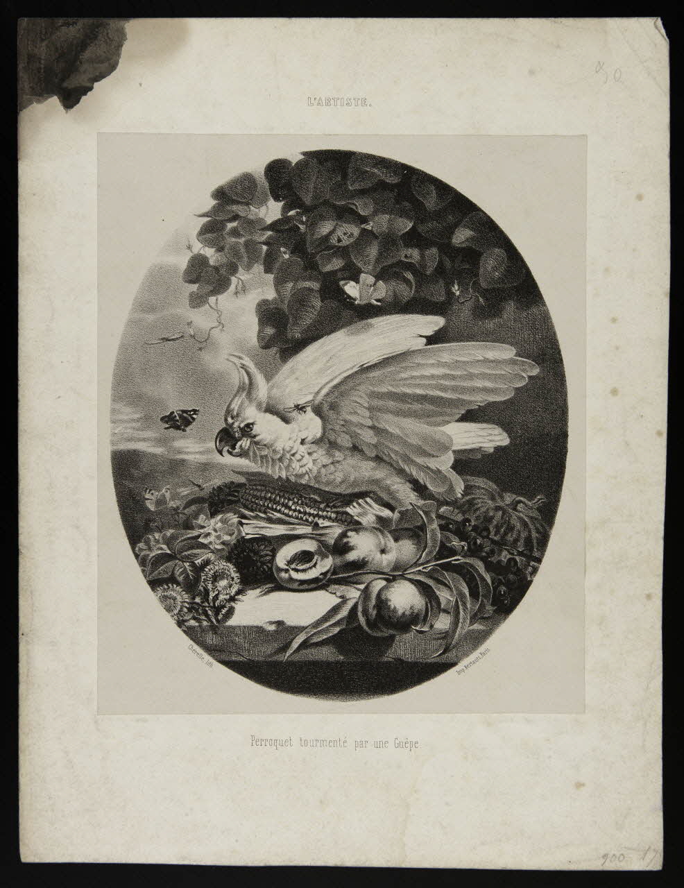 estampe L'ARTISTE.  Perroquet tourmenté par une Guêpe. 1975.46.131 Photo