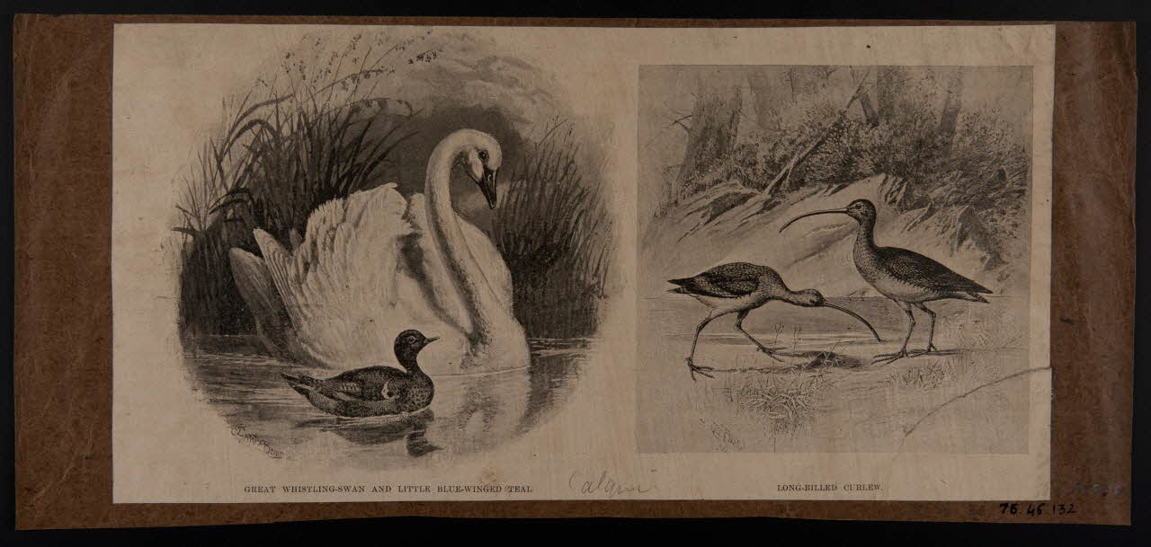 estampe GREAT WHISTLING-SWAN AND LITTLE BLUE-WINGED TEAL. LONG-BILLED CURLEW. 1975.46.132 Photo