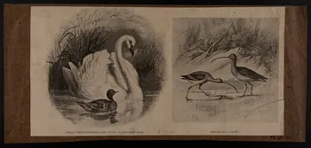 estampe GREAT WHISTLING-SWAN AND LITTLE BLUE-WINGED TEAL. LONG-BILLED CURLEW. 1975.46.132 Photo