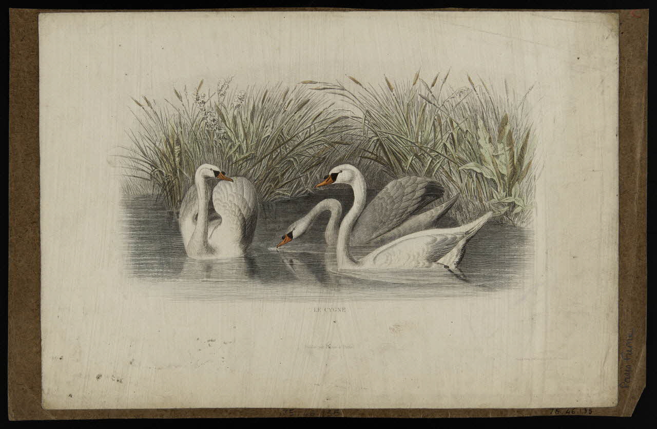 estampe LE CYGNE. 1975.46.135 Photo