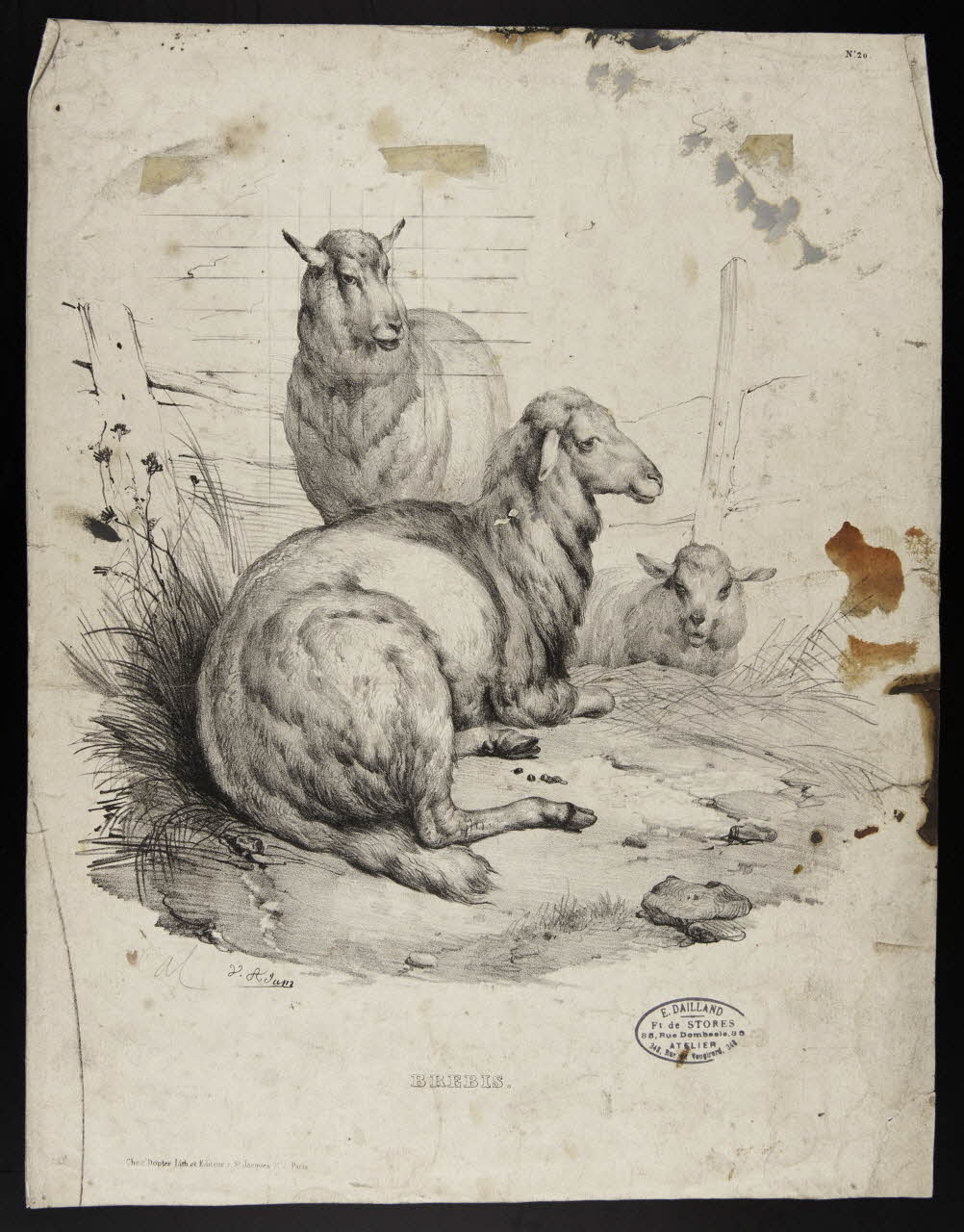 estampe BREBIS 1975.46.143 Photo