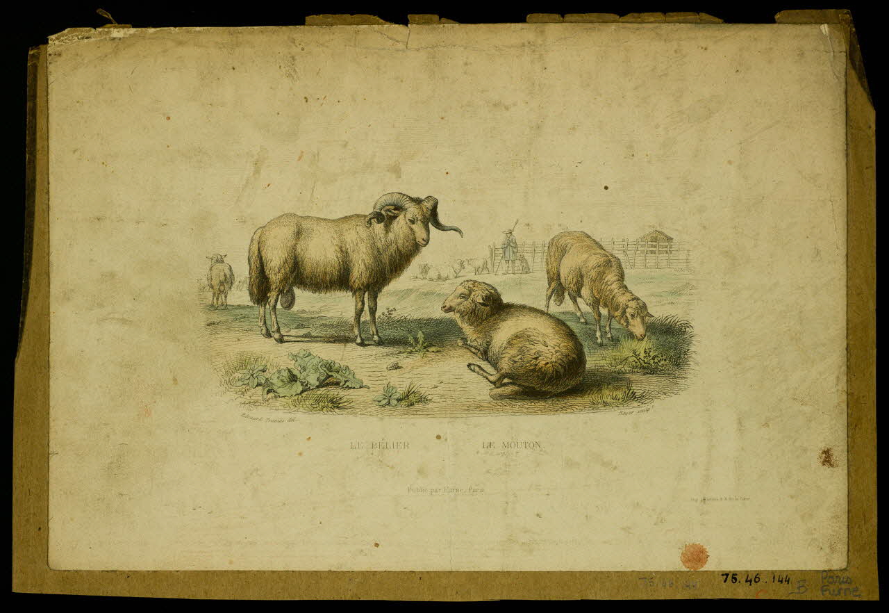 estampe LE BELIER. LE MOUTON. 1975.46.144 Photo