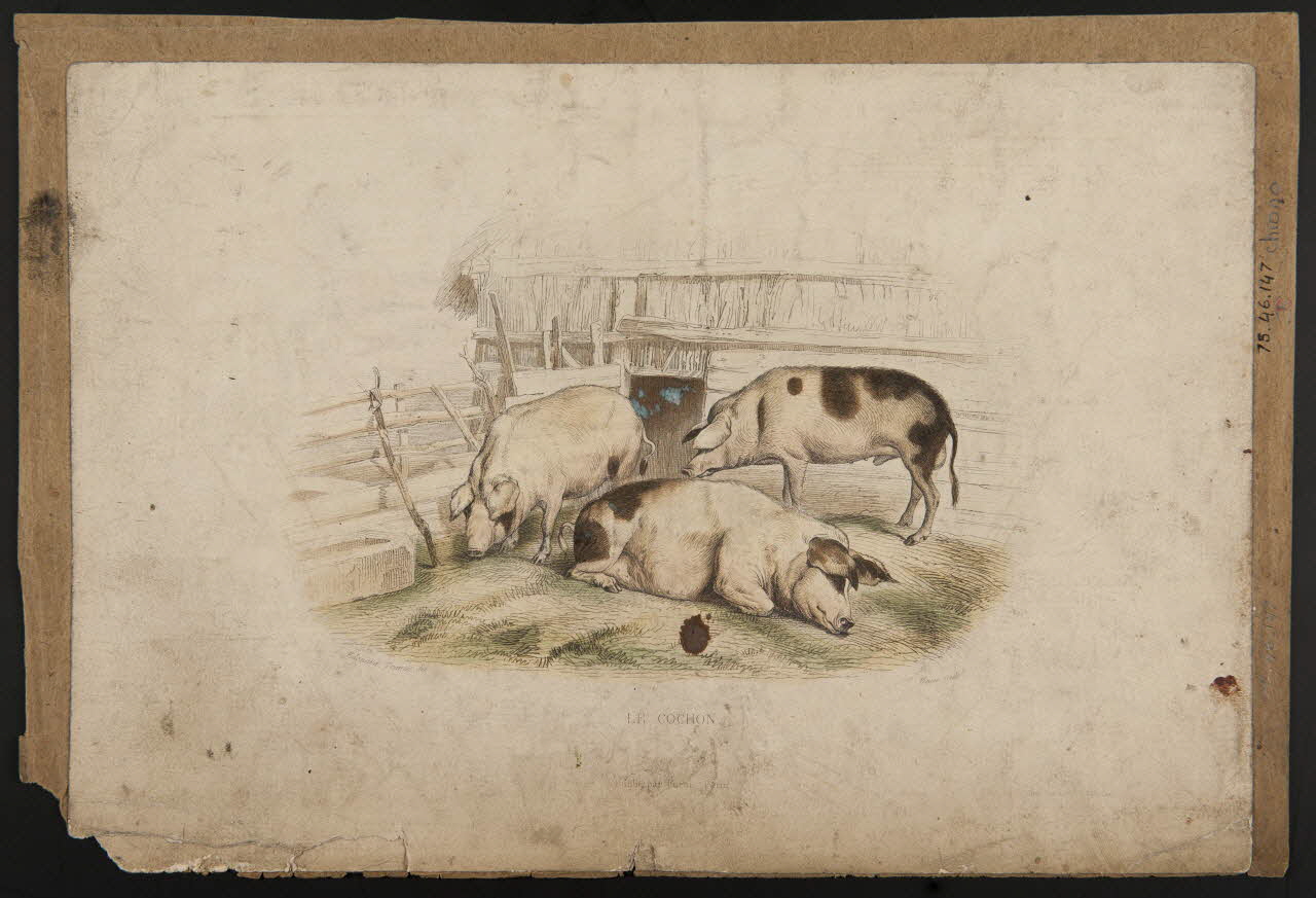 estampe LE COCHON 1975.46.147 Photo