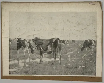 estampe Vaches dans un champ 1975.46.150 Photo