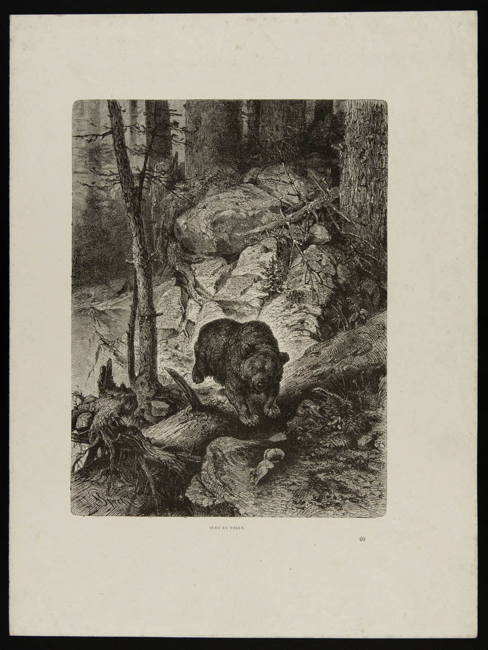 estampe OURS EN FORÊT. 1975.46.164 Photo