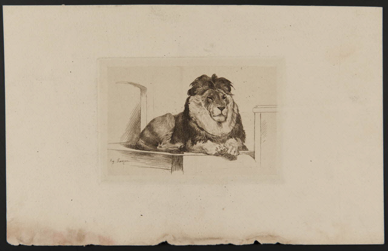 estampe Lion couché 1975.46.165 Photo