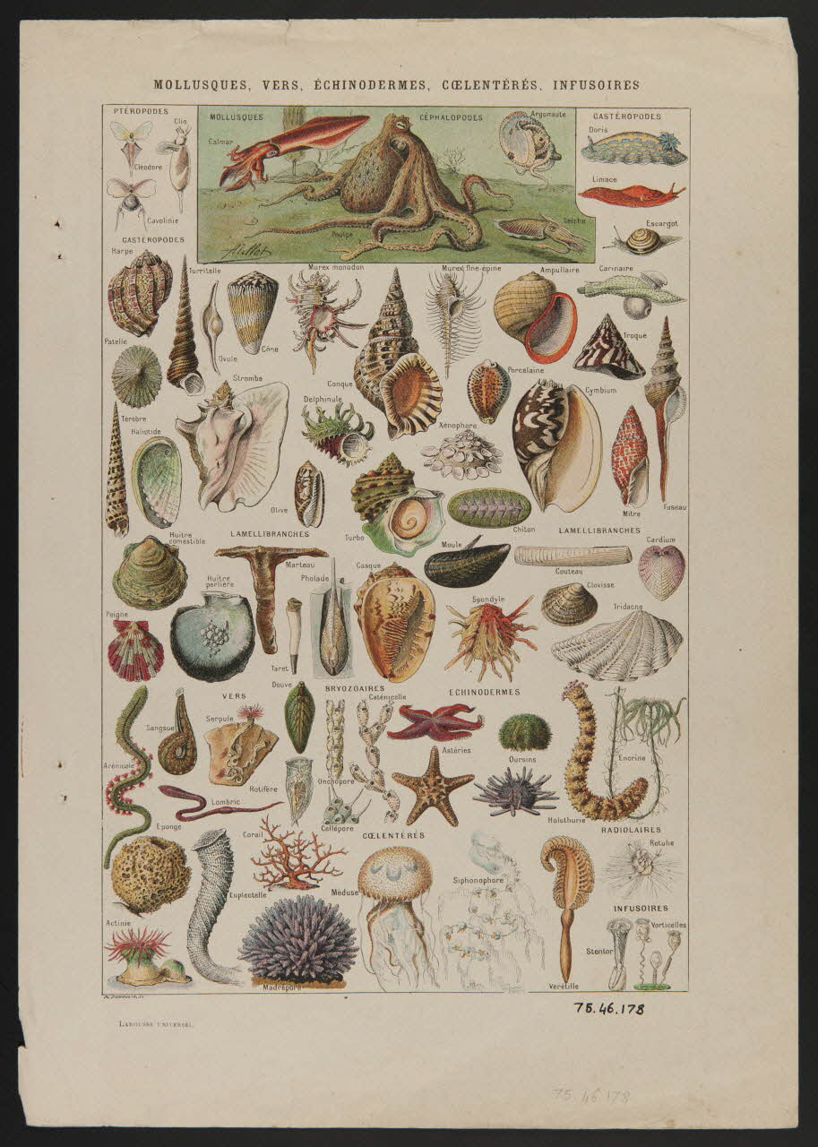 estampe MOLLUSQUES, VERS, ECHINODERMES, COELENTERES, INFUSOIRES 1975.46.178 Photo