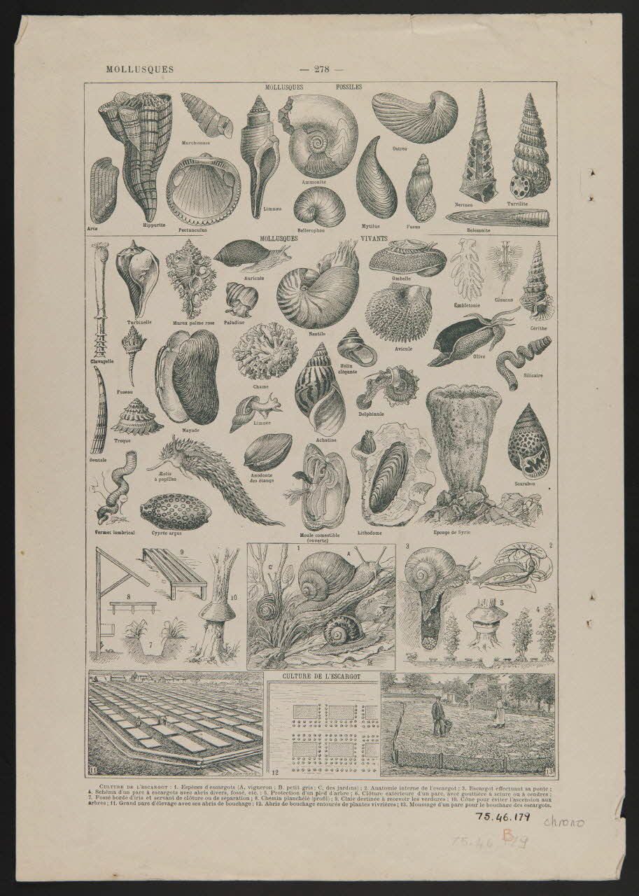 estampe MOLLUSQUES 1975.46.179 Photo