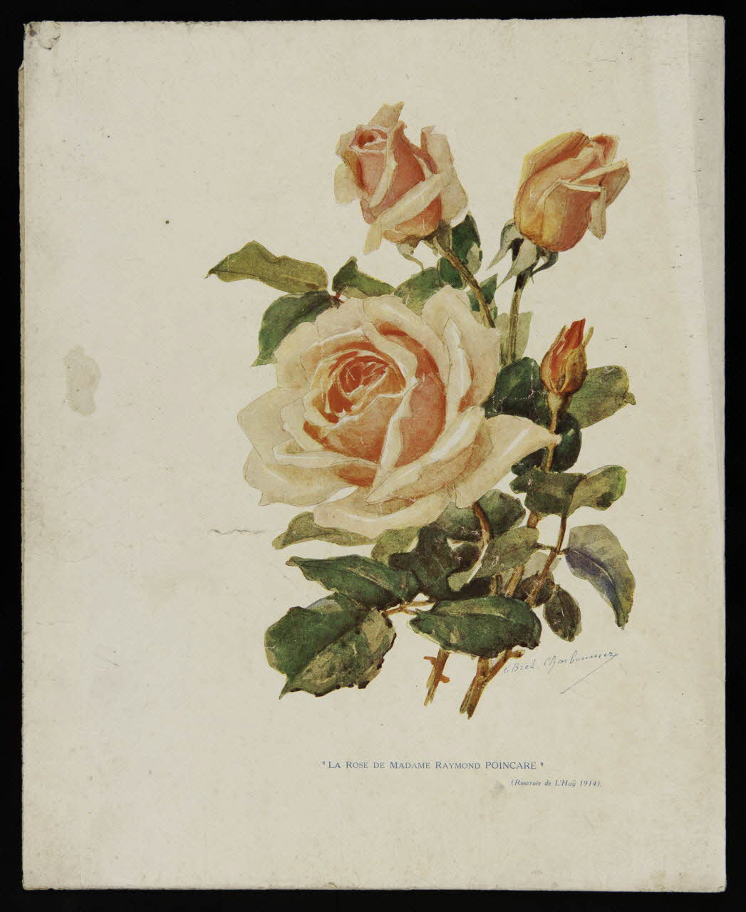 estampe "LA ROSE DE MADAME RAYMOND POINCARE" 1975.46.180 Photo