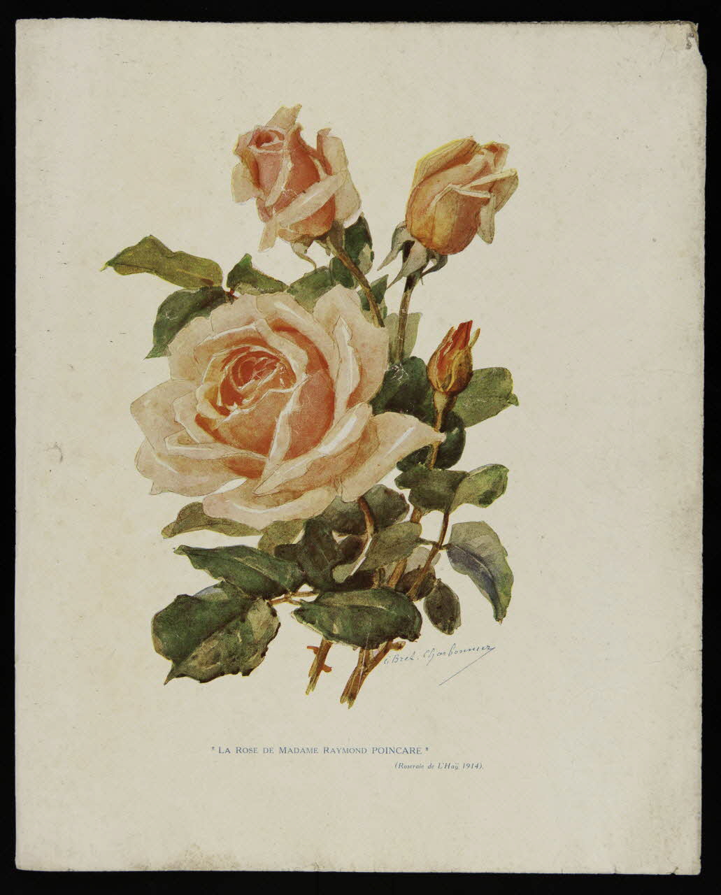 estampe "LA ROSE DE MADAME RAYMOND POINCARE" 1975.46.181 Photo