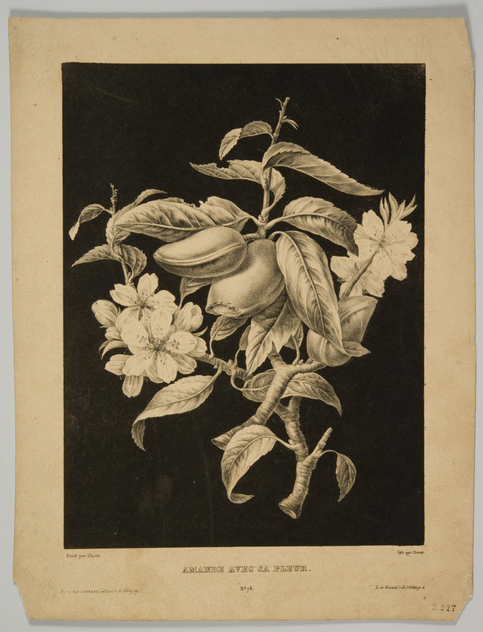 estampe AMANDE AVEC SA FLEUR. 1975.46.182 Photo