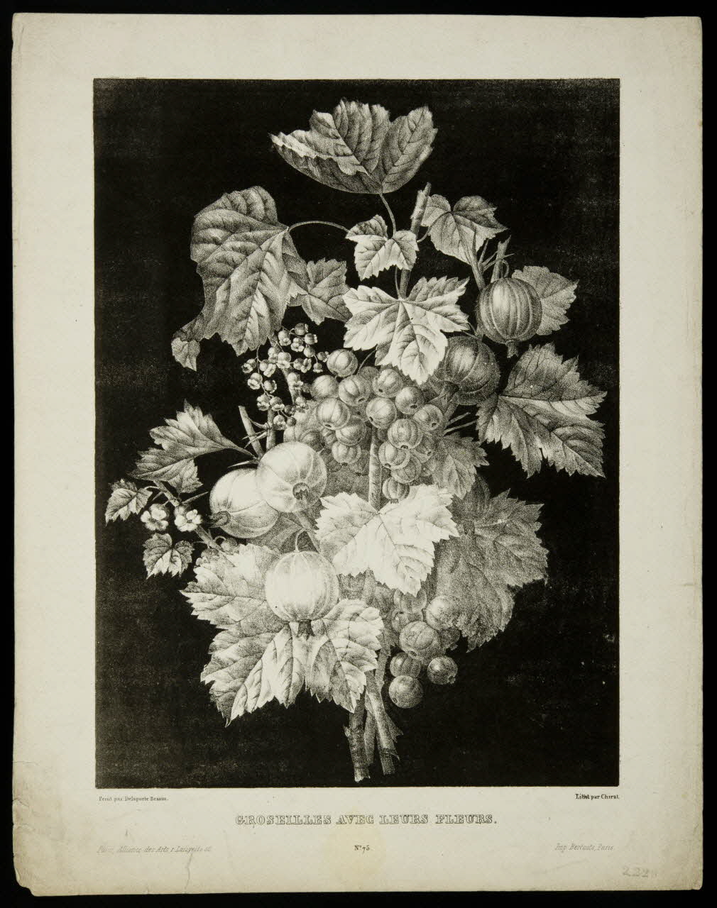 estampe GROSEILLES AVEC LEURS FLEURS. 1975.46.183 Photo