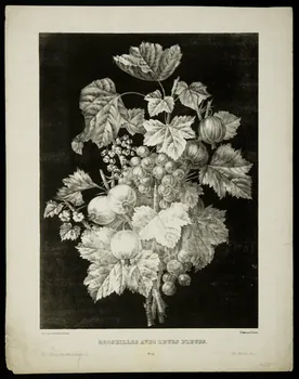estampe GROSEILLES AVEC LEURS FLEURS. 1975.46.183 Photo