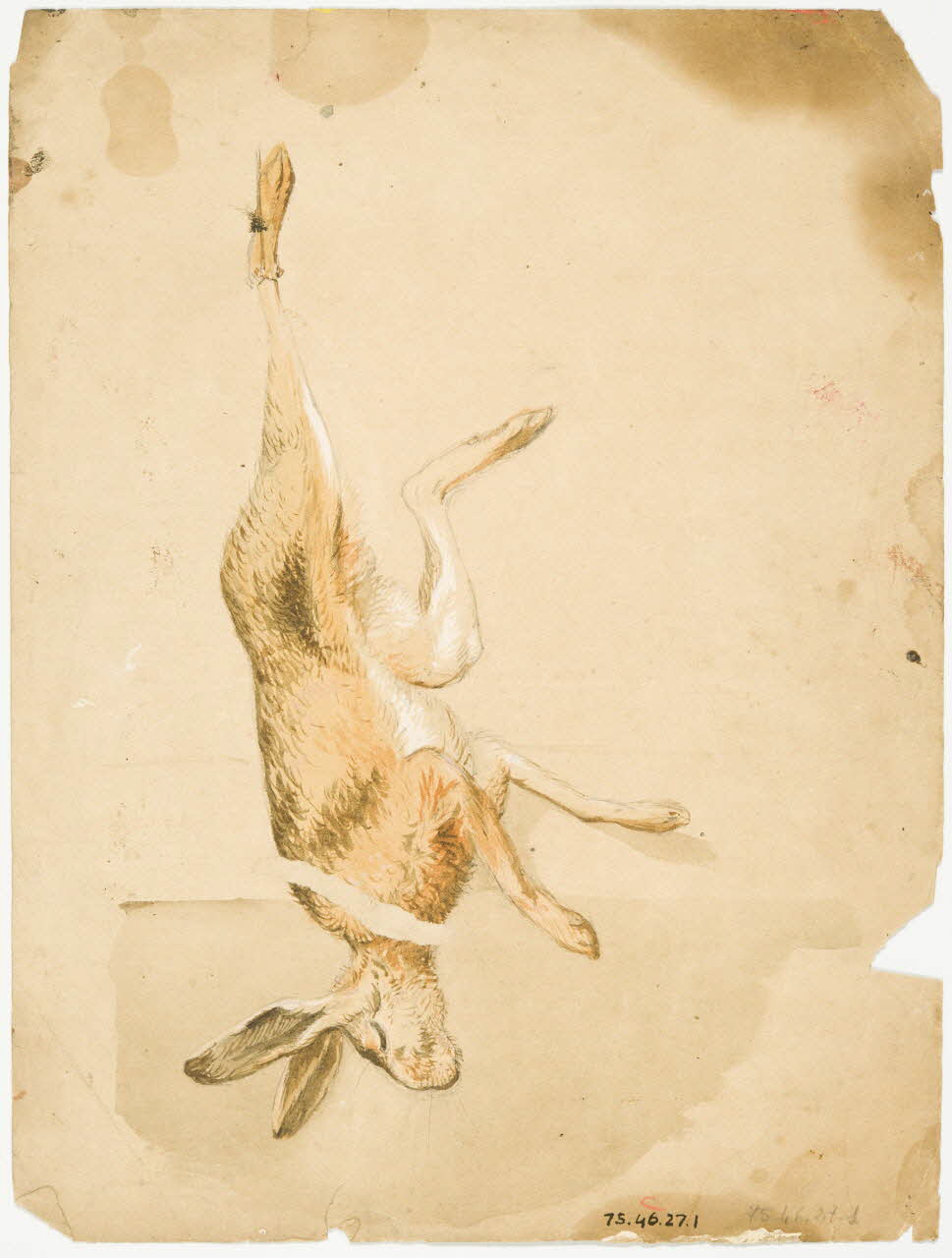 Dailland E. ensemble (2) Etudes pour un décor de boutique : lièvre mort au recto et au verso 1880 1975.46.27 Photo