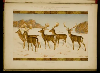 Guérinet album LE JOURNAL DE LA DECORATION.  Daims (effet de neige). Ile-de-France, France 1901 1975.46.426.9  Photo