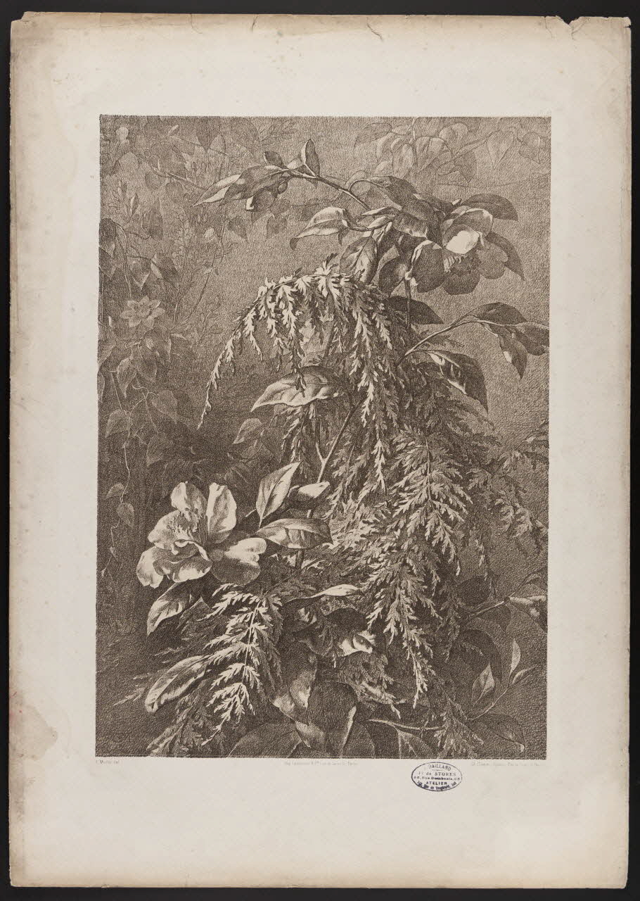 estampe Flore pittoresque 1975.46.467.10 Photo