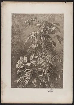 estampe Flore pittoresque 1975.46.467.10 Photo