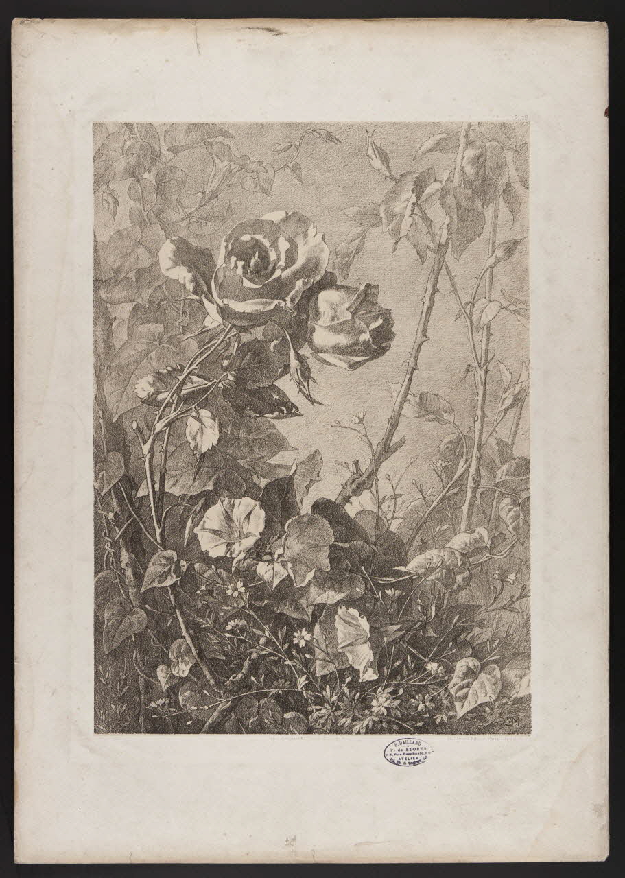 estampe Flore pittoresque 1975.46.467.11 Photo