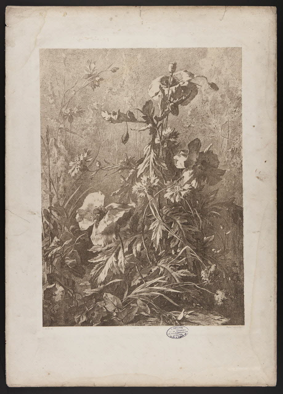 estampe Flore pittoresque 1975.46.467.12 Photo