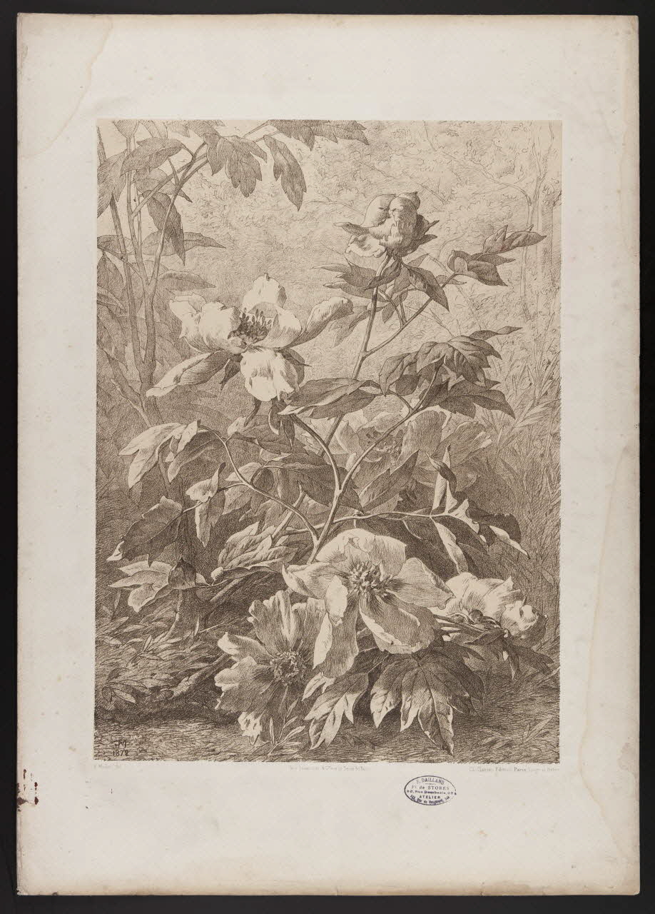 estampe Flore pittoresque 1975.46.467.14 Photo