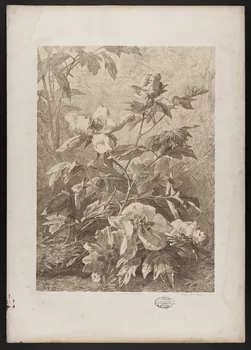 estampe Flore pittoresque 1975.46.467.14 Photo