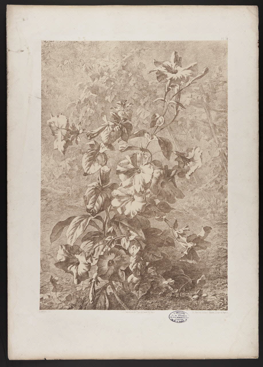 estampe Flore pittoresque 1975.46.467.15 Photo