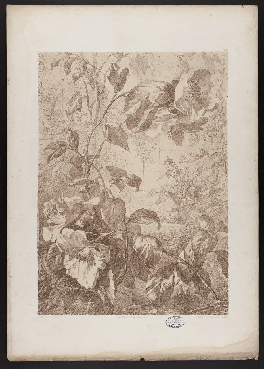 estampe Flore pittoresque 1975.46.467.16 Photo