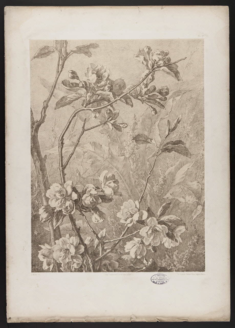 estampe Flore pittoresque 1975.46.467.18 Photo