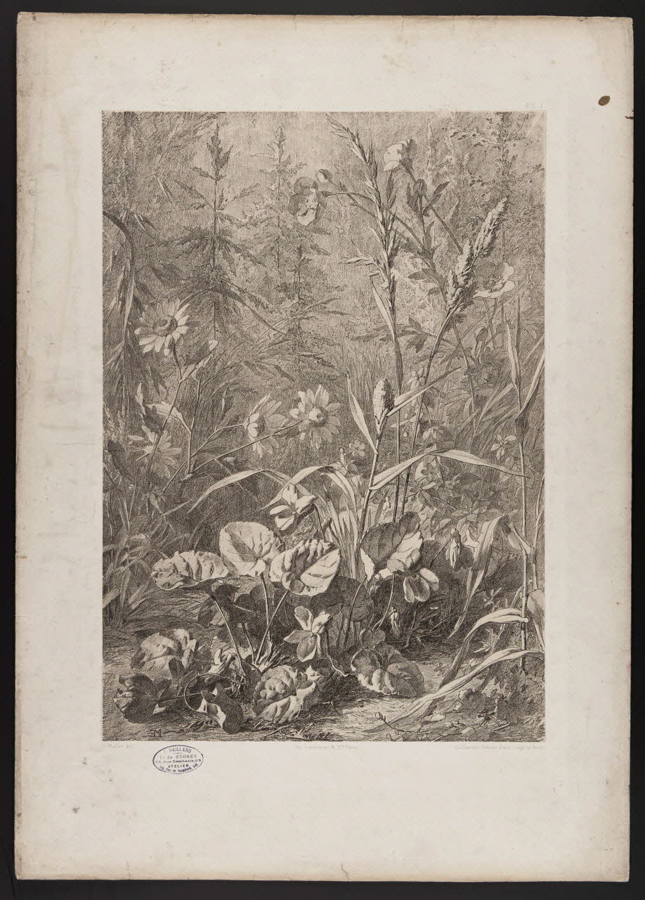 estampe Flore pittoresque 1975.46.467.2 Photo