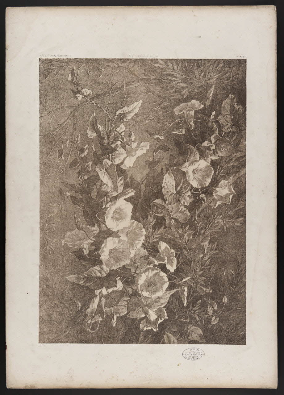 estampe Flore pittoresque 1975.46.467.22 Photo