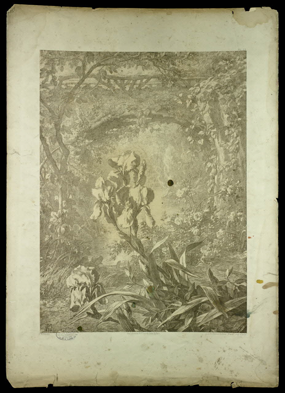 estampe Fleur 1975.46.467.24 Photo