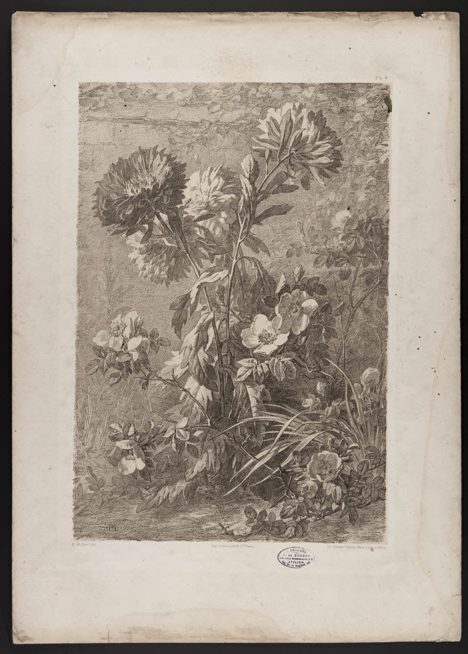 estampe Flore pittoresque 1975.46.467.3 Photo