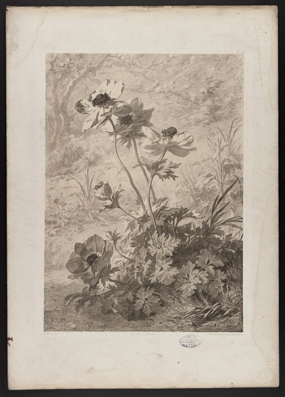 estampe Flore pittoresque 1975.46.467.4 Photo