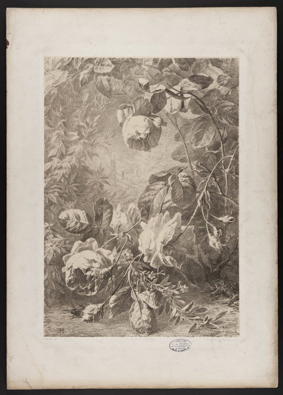 estampe Flore pittoresque 1975.46.467.5 Photo