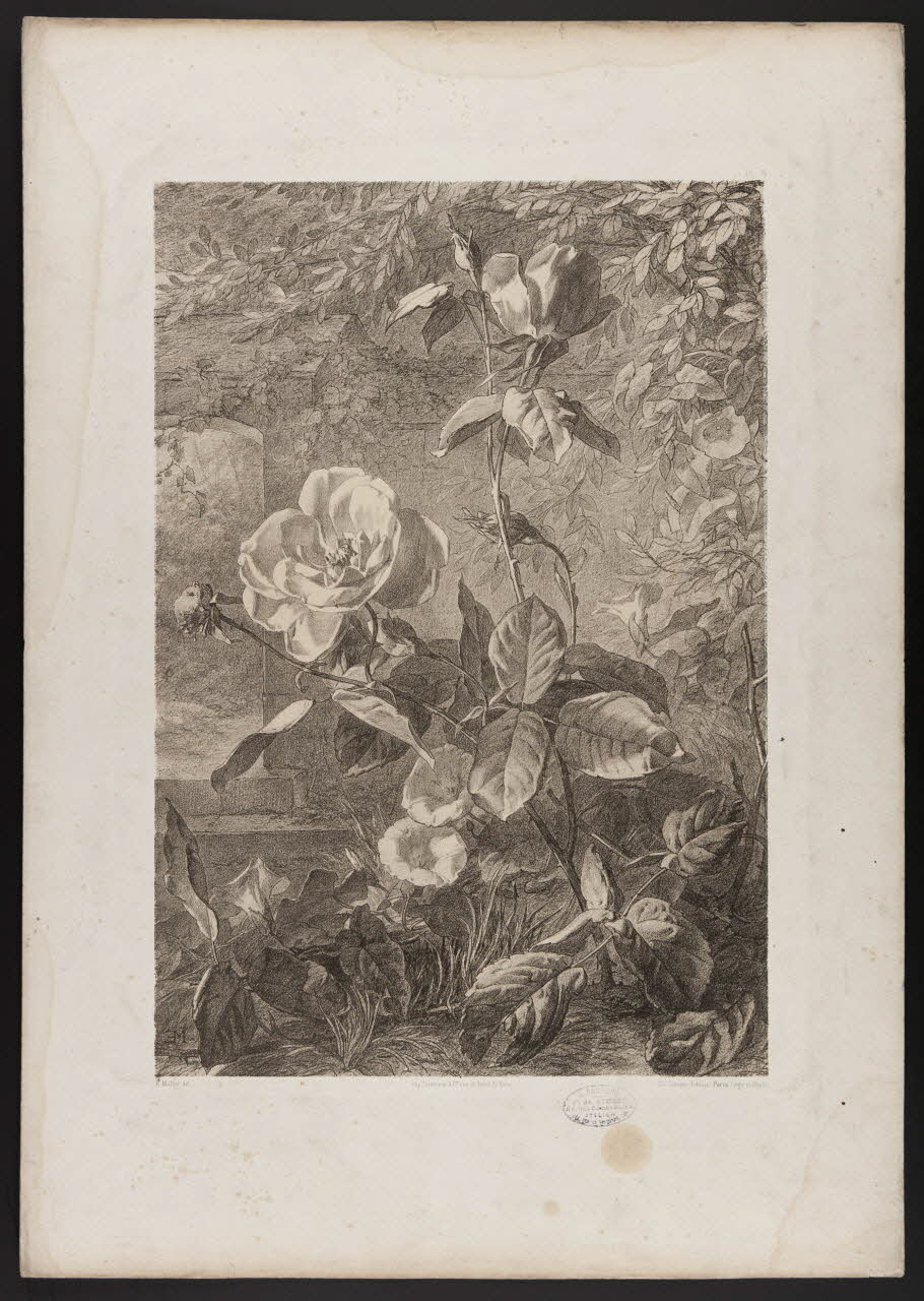 estampe Flore pittoresque 1975.46.467.6 Photo