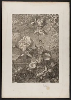 estampe Flore pittoresque 1975.46.467.6 Photo
