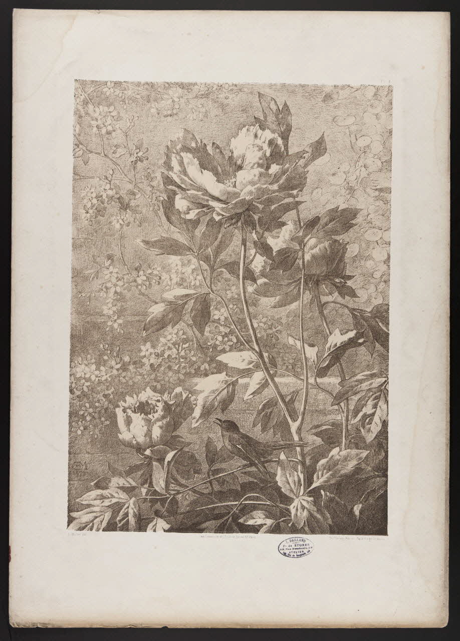 estampe Flore pittoresque 1975.46.467.7 Photo