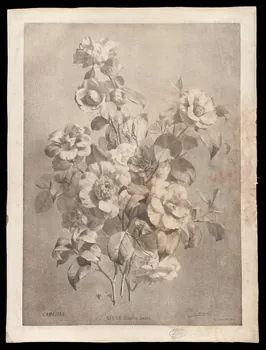 estampe CAMELIAS. 1975.46.468.9 Photo