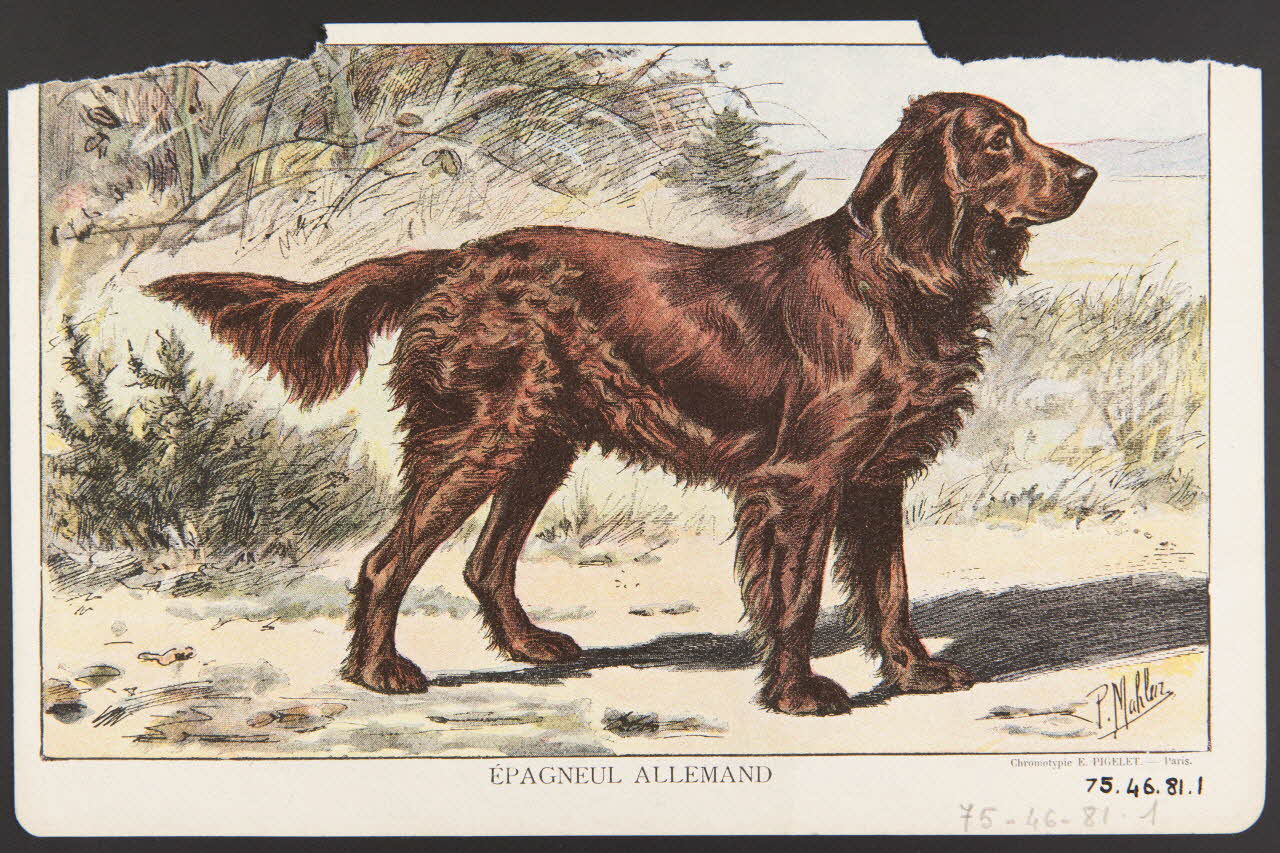estampe EPAGNEUL ALLEMAND 1975.46.81.1 Photo