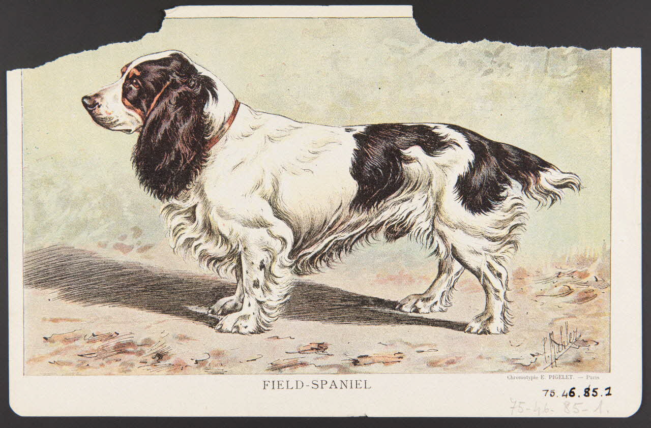 estampe FIELD-SPANIEL 1975.46.85.1 Photo