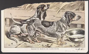 estampe BASSETS BLEUS DE GASCOGNE 1975.46.86.1 Photo