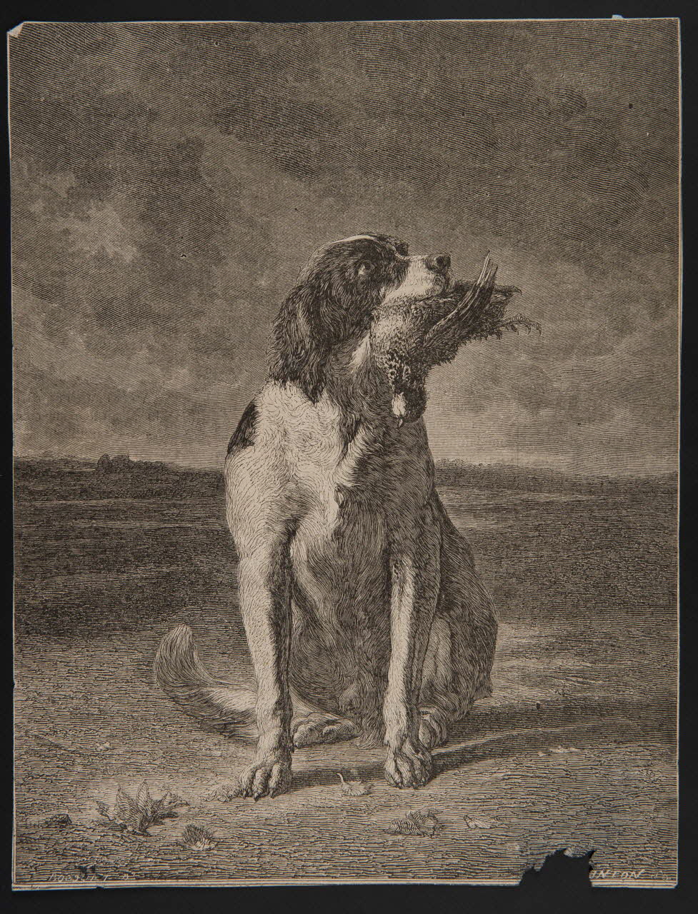 estampe Chien avec un oiseau dans la gueule. 1975.46.95 Photo