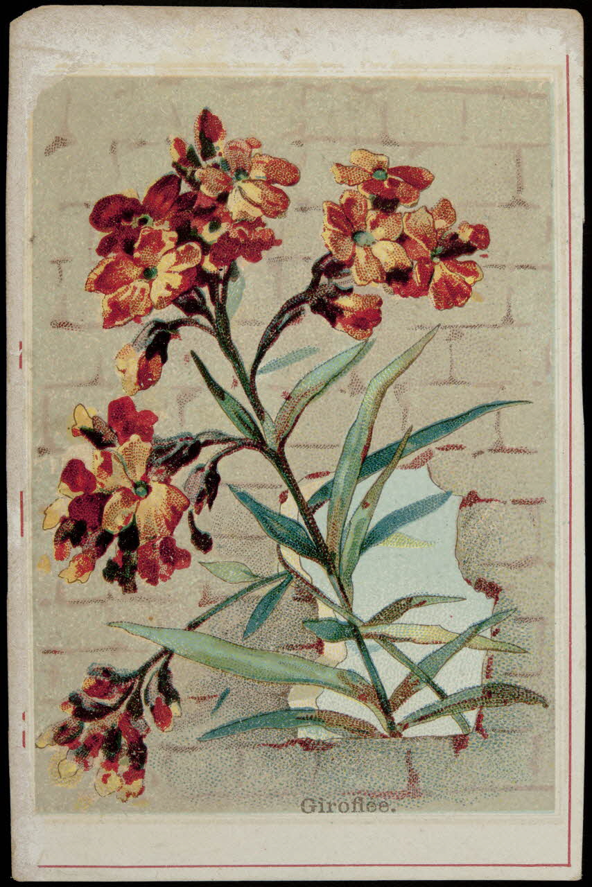 Léopold Verger carte réclame Giroflée. 1878-1914 1994.25.191 Photo