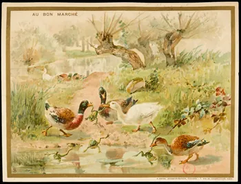 carte réclame Des canards sauvages attrapent dans leurs becs des grenouilles près d'un lac 1994.31.233.1  Photo